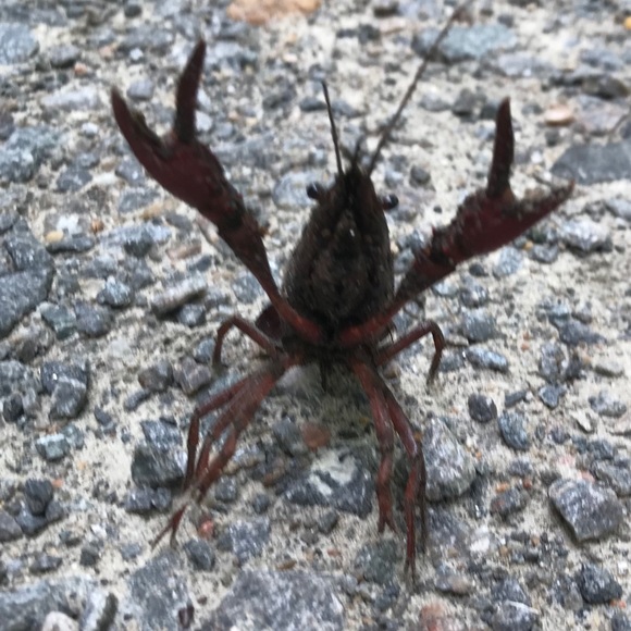 Meet your Posher, Meg - Picture 7 of 7